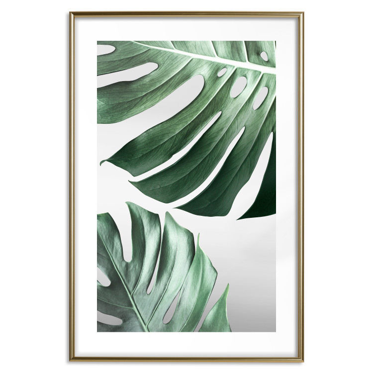 Poster Monstera Leaves - composition with green tropical plants on a white background 117119 additionalImage 16