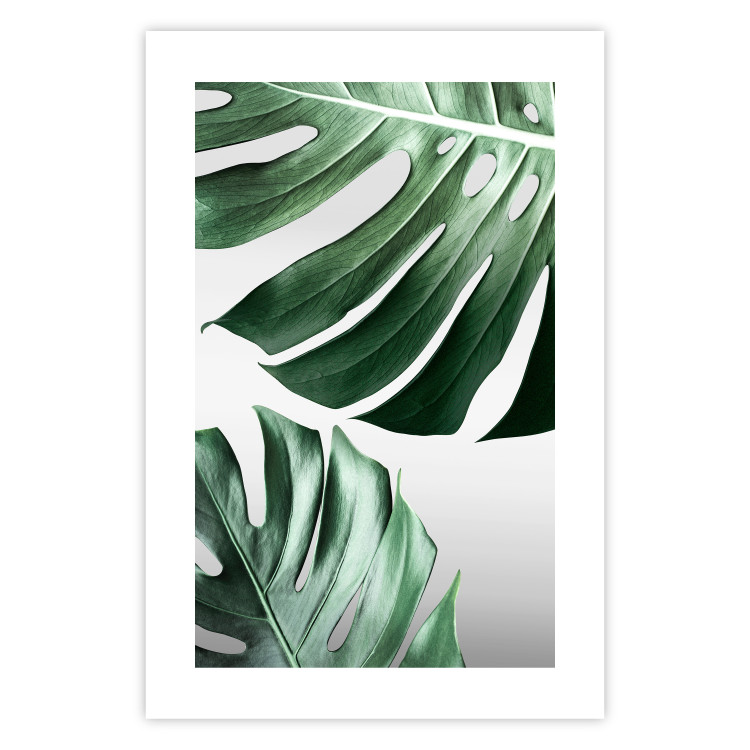 Poster Monstera Leaves - composition with green tropical plants on a white background 117119 additionalImage 19