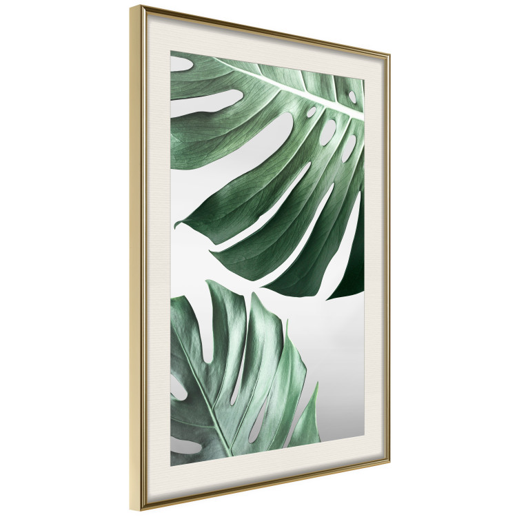 Poster Monstera Leaves - composition with green tropical plants on a white background 117119 additionalImage 2