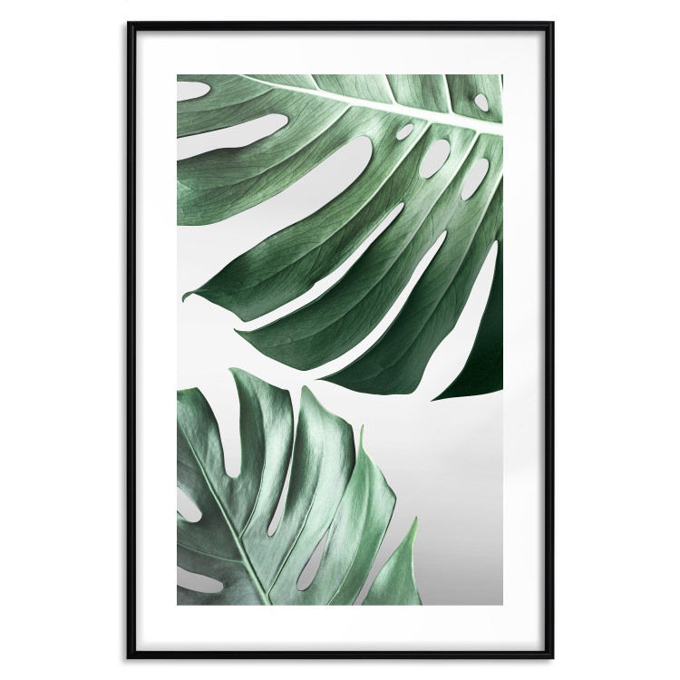 Poster Monstera Leaves - composition with green tropical plants on a white background 117119 additionalImage 17