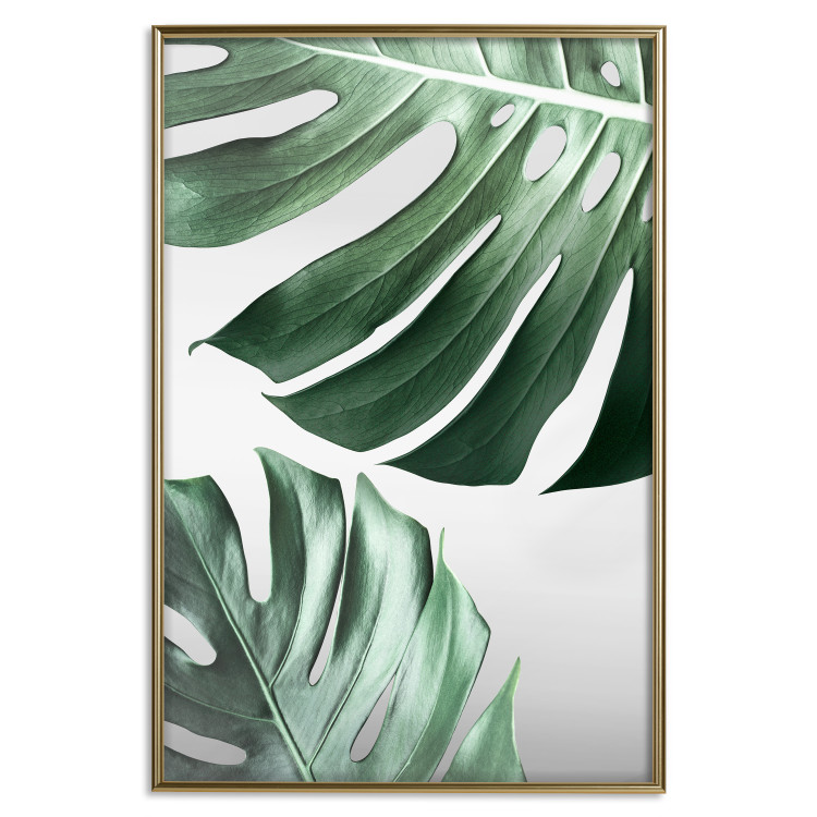 Poster Monstera Leaves - composition with green tropical plants on a white background 117119 additionalImage 20