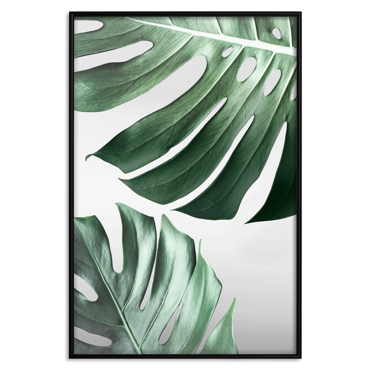 Poster Monstera Leaves - composition with green tropical plants on a white background 117119 additionalImage 24