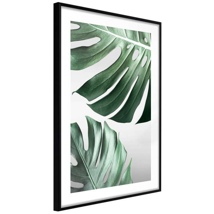 Poster Monstera Leaves - composition with green tropical plants on a white background 117119 additionalImage 11