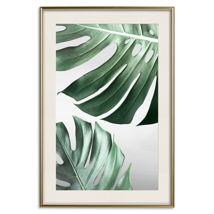 Poster Monstera Leaves - composition with green tropical plants on a white background 117119 additionalImage 19