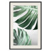 Poster Monstera Leaves - composition with green tropical plants on a white background 117119 additionalThumb 18