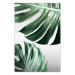 Poster Monstera Leaves - composition with green tropical plants on a white background 117119