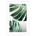 Poster Monstera Leaves - composition with green tropical plants on a white background 117119 additionalThumb 25