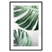 Poster Monstera Leaves - composition with green tropical plants on a white background 117119 additionalThumb 17