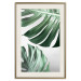 Poster Monstera Leaves - composition with green tropical plants on a white background 117119 additionalThumb 19