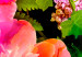 Canvas The power of nature - bright colours of flowers and vegetation 118319 additionalThumb 4