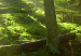 Canvas Print Dawn in the Forest (1 Part) Wide 125019 additionalThumb 4