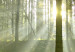 Canvas Print Dawn in the Forest (1 Part) Wide 125019 additionalThumb 5