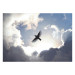 Photo Wallpaper Flying Bird - Flight Against the Sky With Clouds and Sunshine 159919 additionalThumb 1