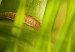 Canvas Fresh green tropical grass 58519 additionalThumb 4