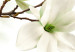 Canvas Admiration of Magnolia 64019 additionalThumb 5