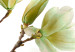 Canvas Admiration of Magnolia 64019 additionalThumb 4