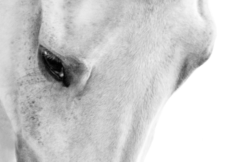 Canvas White Horse (1 Part) Vertical 125529 additionalImage 4