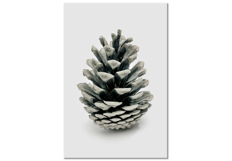 Canvas Winter cone - floral, winter photograph on a white background 130729