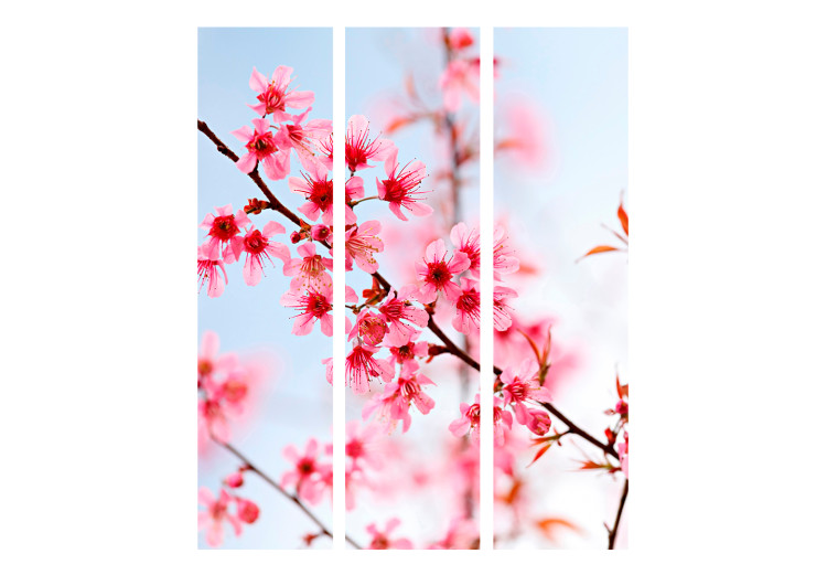 Room Separator Symbol of Japan - Sakura (3-piece) - cherry blossoms against the sky 132729 additionalImage 3