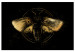 Canvas Print Night Moth (1-piece) Wide - first variant - animal in black 142529