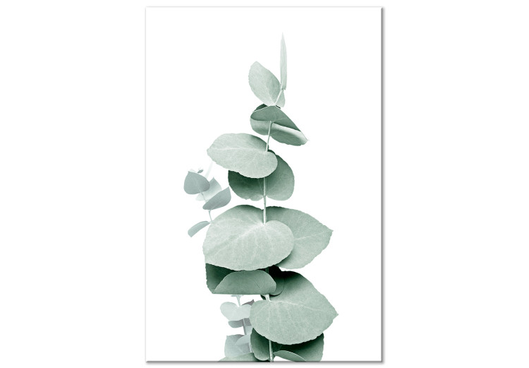 Canvas Print Eucalyptus - Green Plant Twig Close-up on White Background 146129