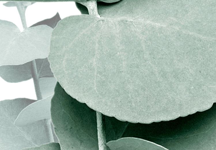 Canvas Print Eucalyptus - Green Plant Twig Close-up on White Background 146129 additionalImage 5