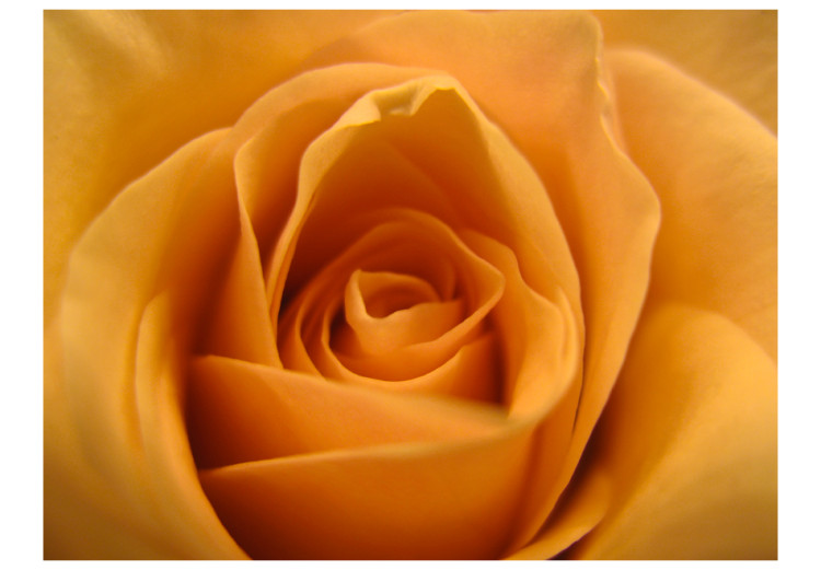 Photo Wallpaper Yellow Rose - Natural Close-up of a Rose Flower Petal 60329 additionalImage 1
