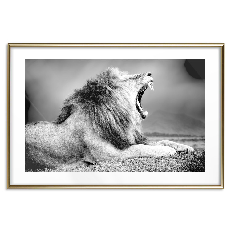 Poster Roaring Lion - black and white composition with a roaring lion on the savanna 116439 additionalImage 14