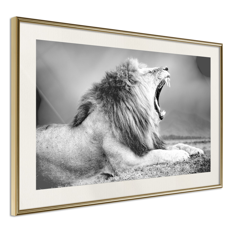 Poster Roaring Lion - black and white composition with a roaring lion on the savanna 116439 additionalImage 2