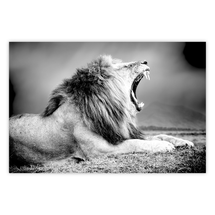 Poster Roaring Lion - black and white composition with a roaring lion on the savanna 116439