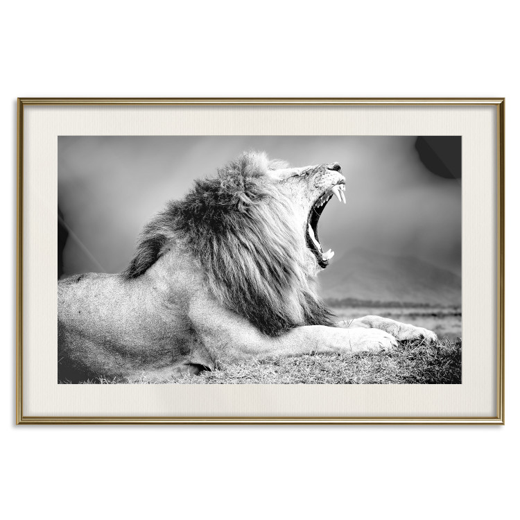 Poster Roaring Lion - black and white composition with a roaring lion on the savanna 116439 additionalImage 19