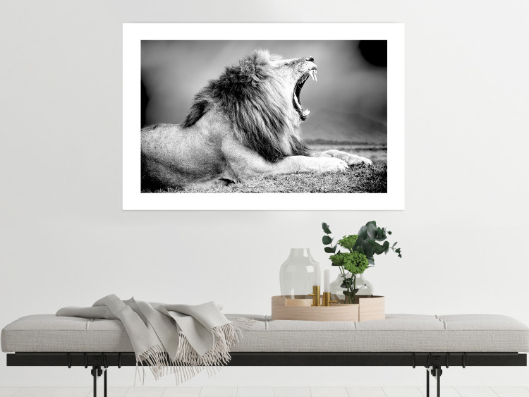 Poster Roaring Lion - black and white composition with a roaring lion on the savanna 116439 additionalImage 4