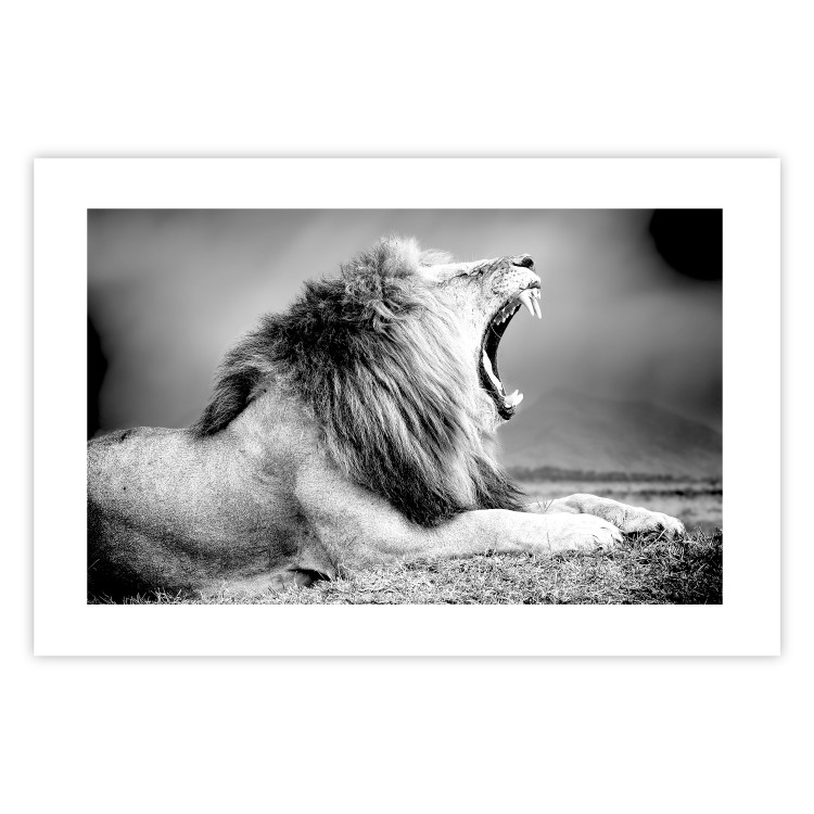 Poster Roaring Lion - black and white composition with a roaring lion on the savanna 116439 additionalImage 25