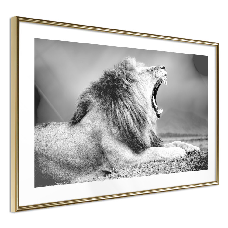 Poster Roaring Lion - black and white composition with a roaring lion on the savanna 116439 additionalImage 8
