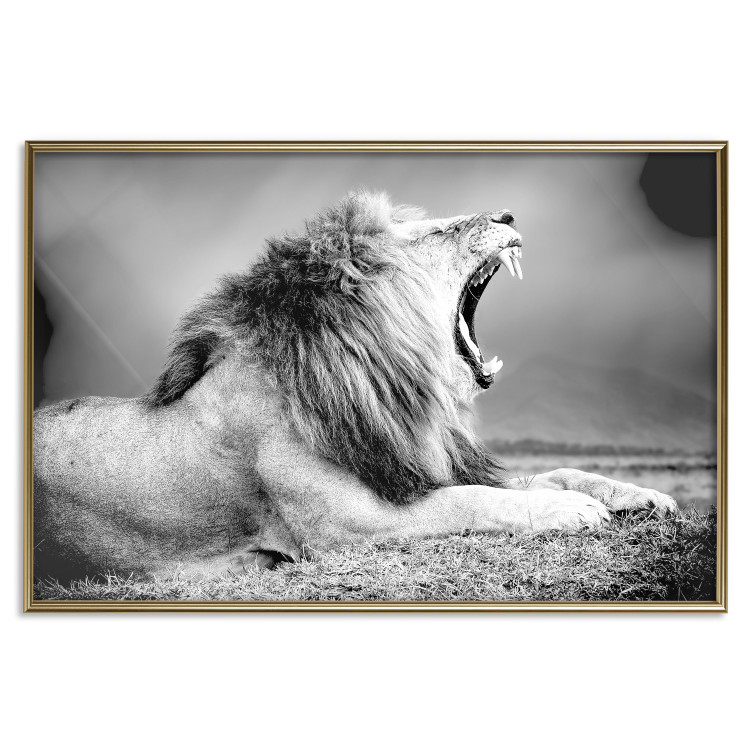 Poster Roaring Lion - black and white composition with a roaring lion on the savanna 116439 additionalImage 16