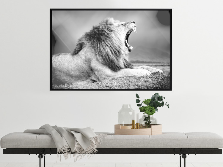 Poster Roaring Lion - black and white composition with a roaring lion on the savanna 116439 additionalImage 3