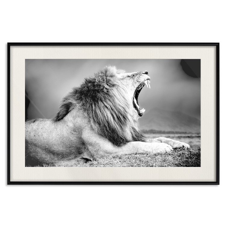 Poster Roaring Lion - black and white composition with a roaring lion on the savanna 116439 additionalImage 18