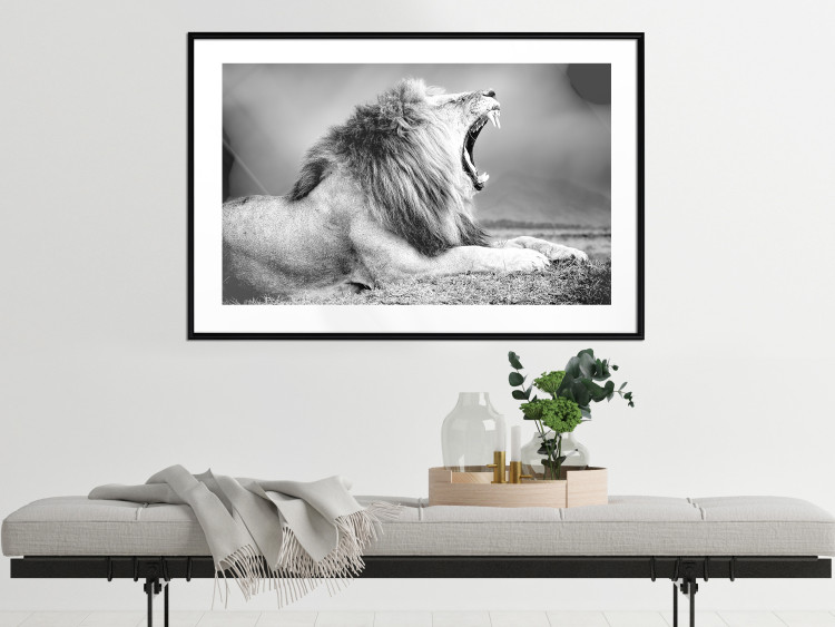 Poster Roaring Lion - black and white composition with a roaring lion on the savanna 116439 additionalImage 6