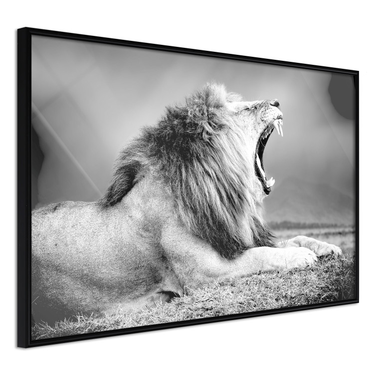 Poster Roaring Lion - black and white composition with a roaring lion on the savanna 116439 additionalImage 10
