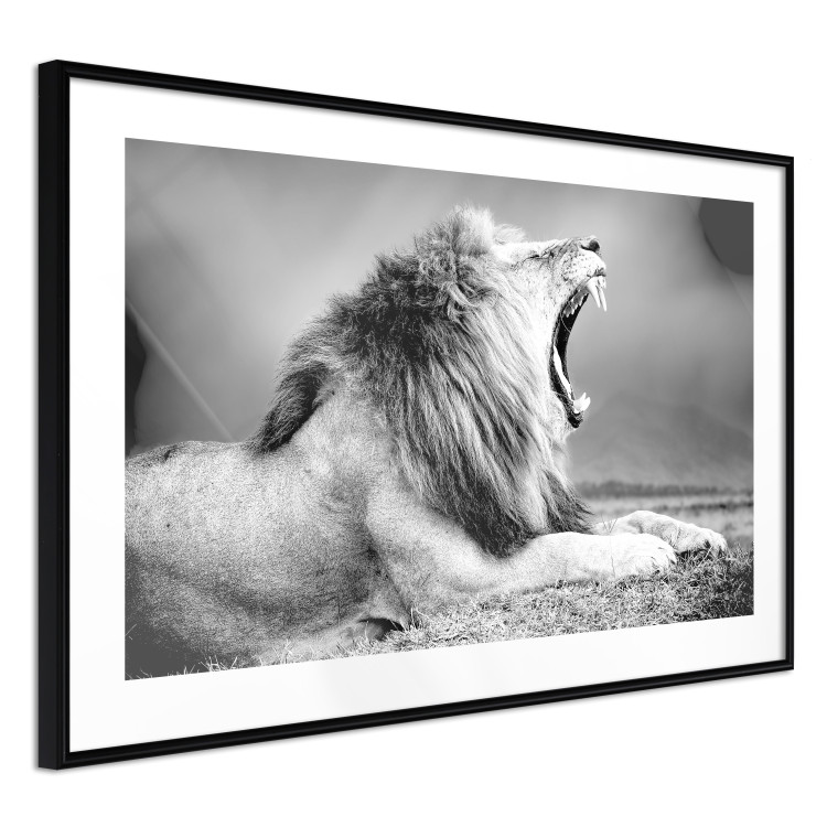 Poster Roaring Lion - black and white composition with a roaring lion on the savanna 116439 additionalImage 11