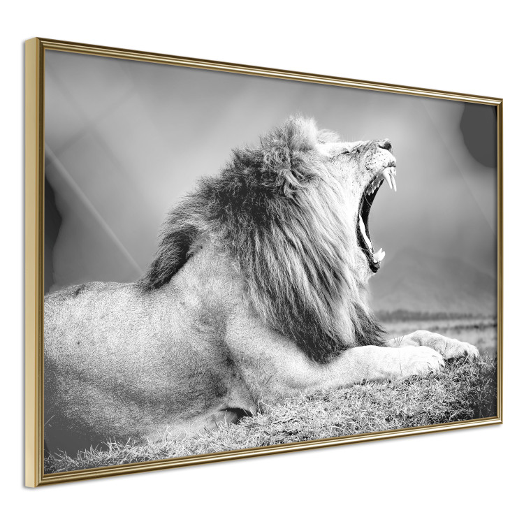 Poster Roaring Lion - black and white composition with a roaring lion on the savanna 116439 additionalImage 14