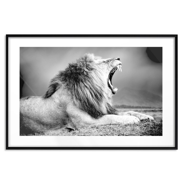 Poster Roaring Lion - black and white composition with a roaring lion on the savanna 116439 additionalImage 17