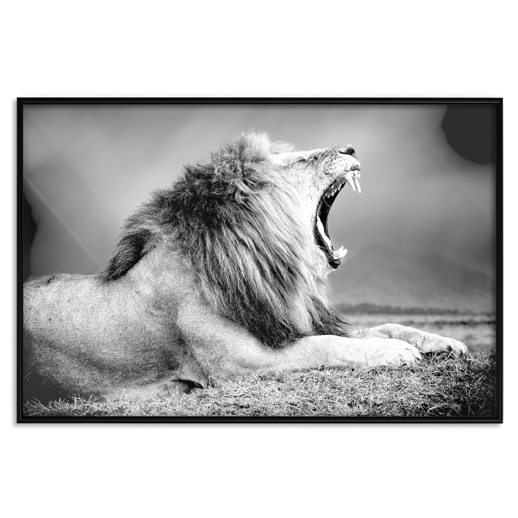 Poster Roaring Lion - black and white composition with a roaring lion on the savanna 116439 additionalImage 18