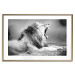 Poster Roaring Lion - black and white composition with a roaring lion on the savanna 116439 additionalThumb 14