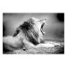 Poster Roaring Lion - black and white composition with a roaring lion on the savanna 116439