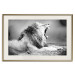 Poster Roaring Lion - black and white composition with a roaring lion on the savanna 116439 additionalThumb 19