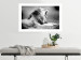 Poster Roaring Lion - black and white composition with a roaring lion on the savanna 116439 additionalThumb 2