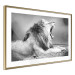 Poster Roaring Lion - black and white composition with a roaring lion on the savanna 116439 additionalThumb 8