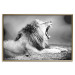 Poster Roaring Lion - black and white composition with a roaring lion on the savanna 116439 additionalThumb 20