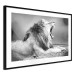 Poster Roaring Lion - black and white composition with a roaring lion on the savanna 116439 additionalThumb 11